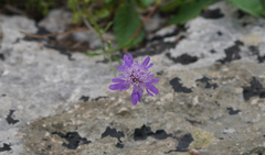 Sixalix atropurpurea