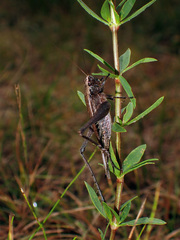 Eneoptera guyanensis