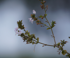 Clinopodium nepeta