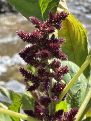 Amaranthus viridis
