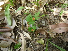 Modiola caroliniana