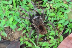 Theraphosinae