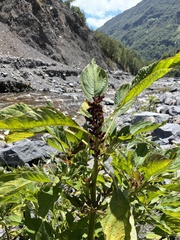 Amaranthus viridis