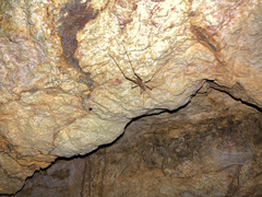 Macropathinae