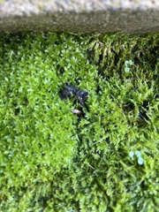 Syntrichia ruralis