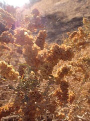 Atriplex canescens