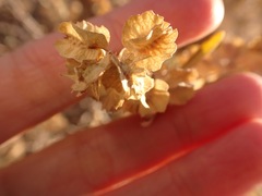 Atriplex canescens