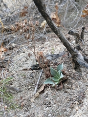 Dudleya cymosa pumila