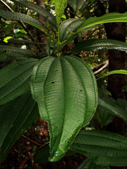 Miconia tococa