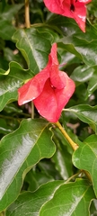 Bougainvillea spectabilis