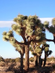 Yucca brevifolia