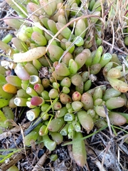 Disphyma crassifolium
