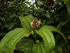 Miconia tococa