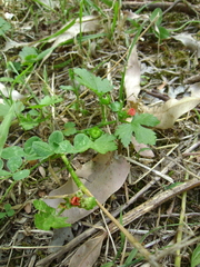 Modiola caroliniana