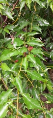 Bougainvillea spectabilis