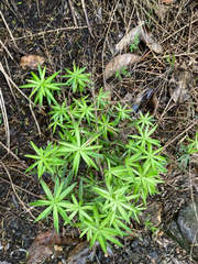 Leucopogon fasciculatus