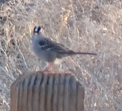 Zonotrichia leucophrys