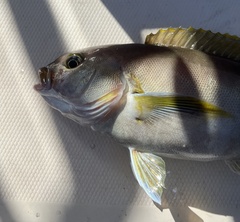 Caulolatilus princeps