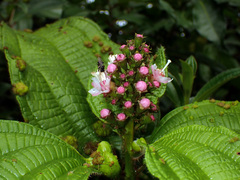 Miconia tococa