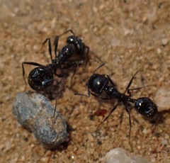 Veromessor pergandei