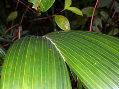 Arecoideae