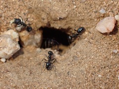 Veromessor pergandei