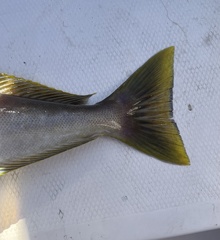 Caulolatilus princeps