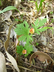 Modiola caroliniana