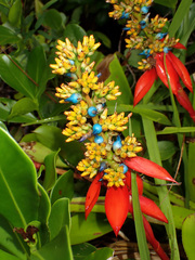 Aechmea mertensii
