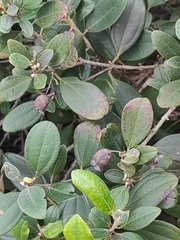 Rhodomyrtus tomentosa