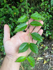Geniostoma ligustrifolium