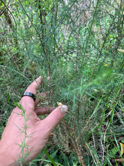 Lateristachys lateralis