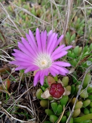 Disphyma crassifolium
