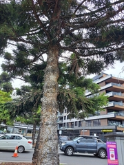 Araucaria