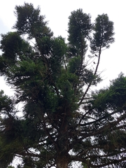 Araucaria