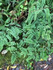 Adiantum cunninghamii