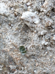 Dudleya cymosa pumila