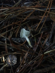 Marasmius calhouniae