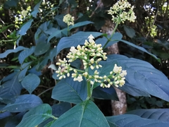 Palicourea pubescens