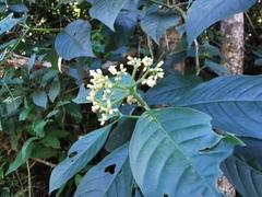 Palicourea pubescens