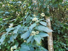 Palicourea pubescens