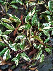 Ctenanthe