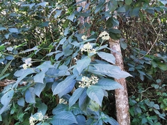 Palicourea pubescens