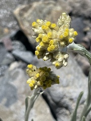 Pseudognaphalium affine