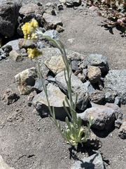 Pseudognaphalium affine
