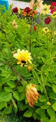 Tribulus terrestris