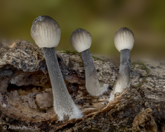 Mycena abramsii