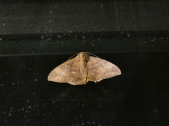 Ophisma