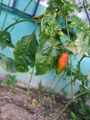 Capsicum annuum