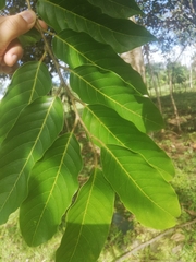 Cananga odorata